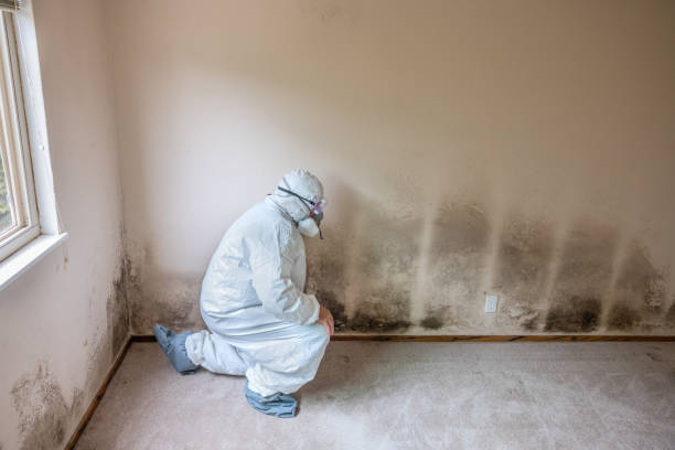 Best Mold Removal Near Me  in Roscoe, TX