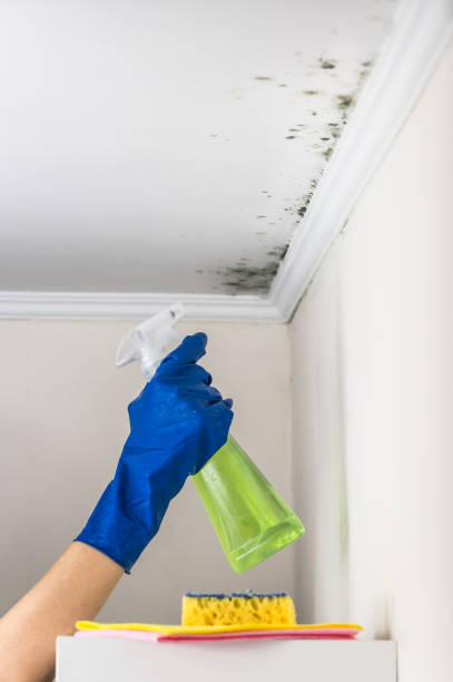 Best Mold Removal Company Near Me  in Roscoe, TX
